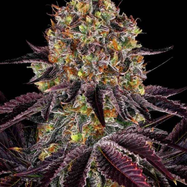 BARNEY´S FARM - Runtz x Layer Cake - Feminisiert - 3 Stück