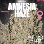 Criminal Seeds - ​Amnesia Haze - Feminisiert - 3 Stück