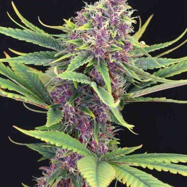 Kannabia - PURPLE KUSH - Feminisiert - 3+1 Stück