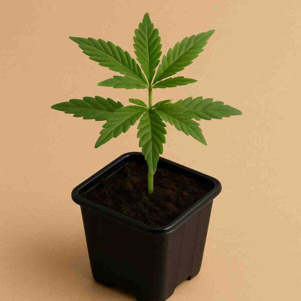 Cannabis Steckling